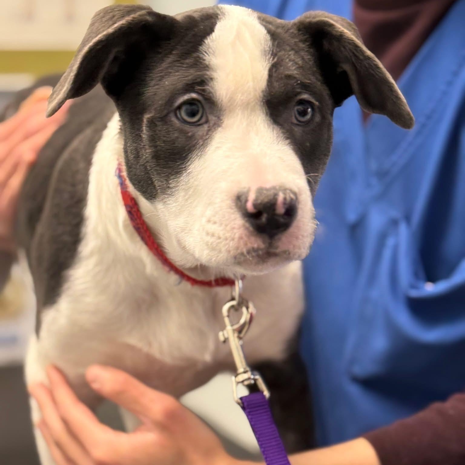Baa Baa, a Adoptable mixed breed in Scarborough, ON image 3/6