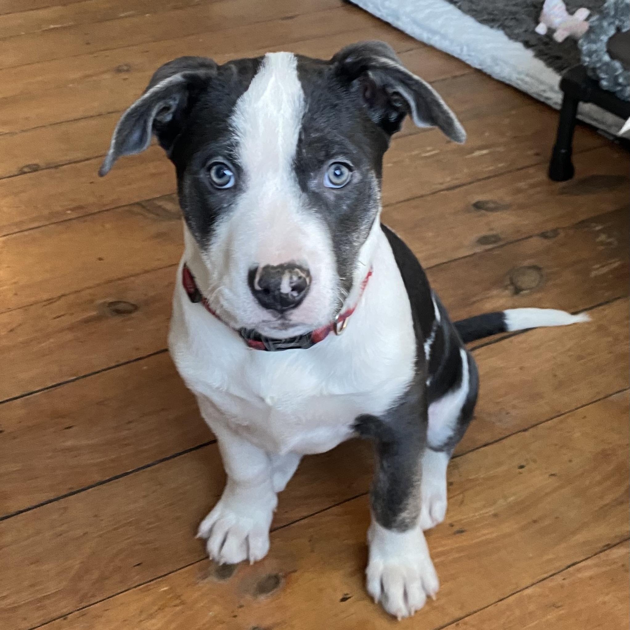 Baa Baa, a Adoptable mixed breed in Scarborough, ON image 5/6