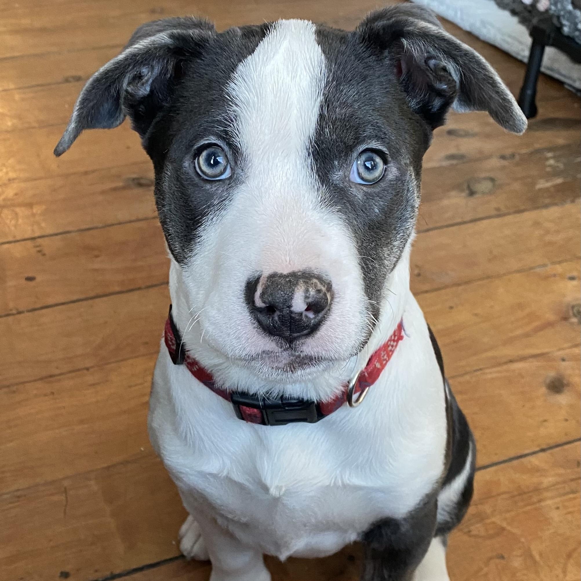Baa Baa, Adoptable, Puppy Female English Bulldog & American Bulldog.