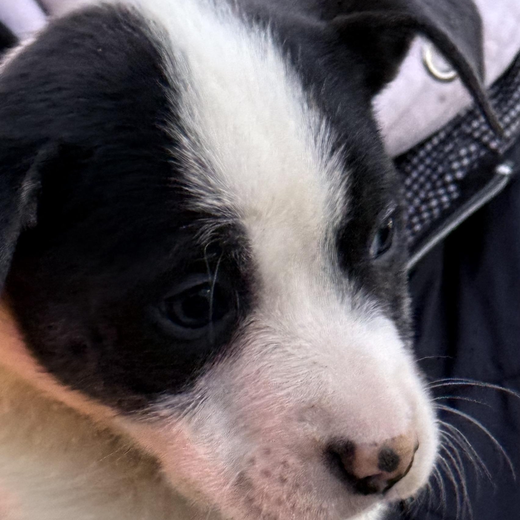 Enlarge Baa Baa, a Adoptable mixed breed in Scarborough, ON image 3/6
