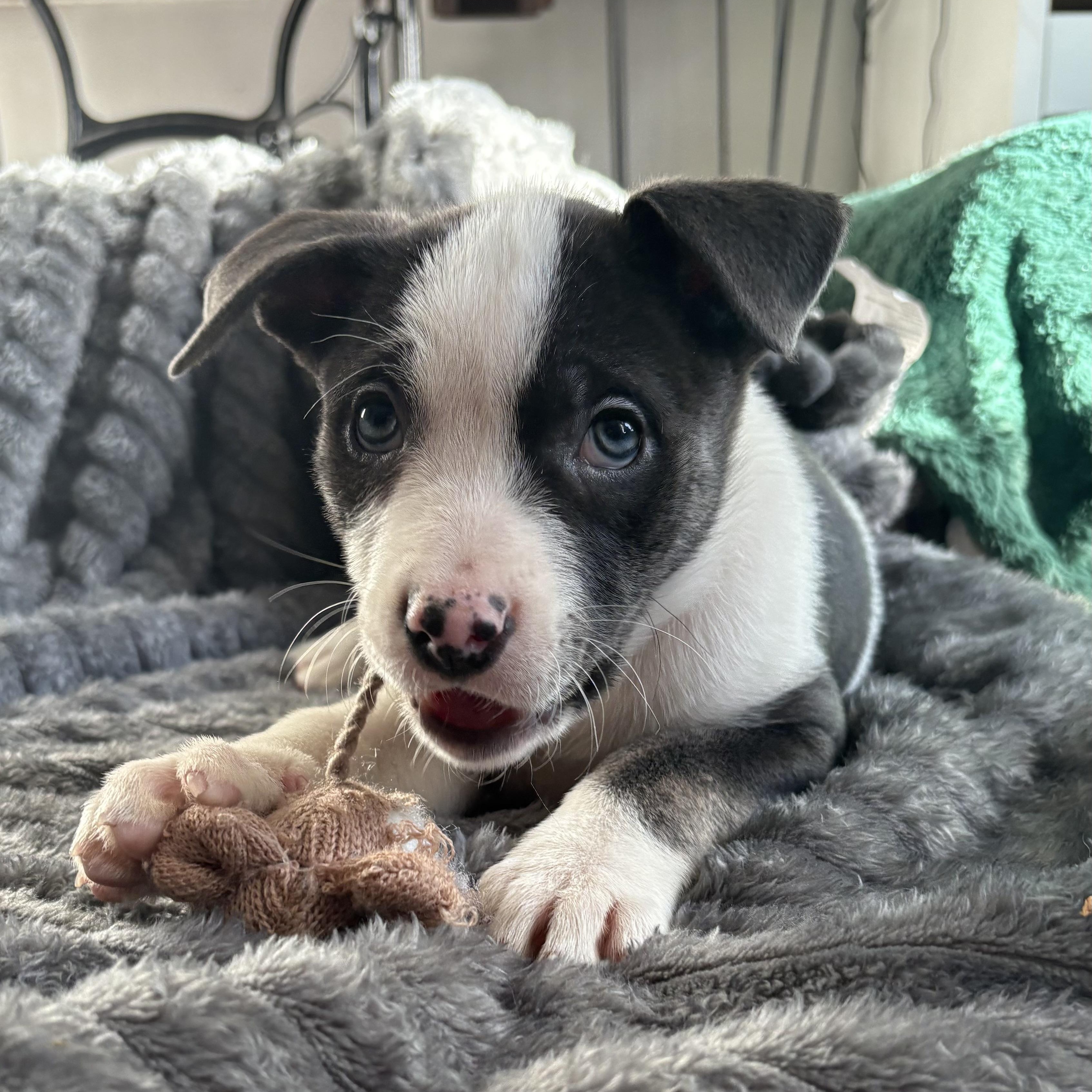 Enlarge Baa Baa, a Adoptable mixed breed in Scarborough, ON image 4/6