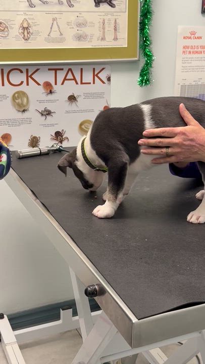 Enlarge Baa Baa, a Adoptable mixed breed in Scarborough, ON video 6/6