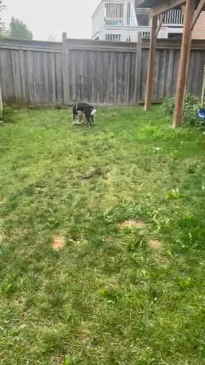 Enlarge Baa Baa, a Adoptable mixed breed in Scarborough, ON video 6/6