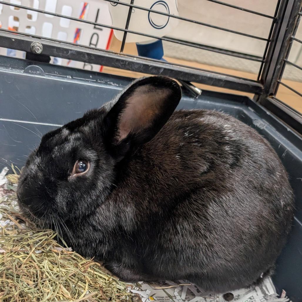 Enlarge Vaca Frita, a Adoptable Havana in Bryan, TX image 1/1