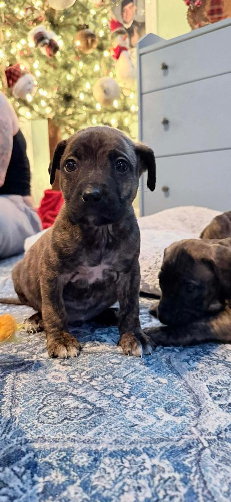 Enlarge Taffy F  (Itty Bitty Litter 2025), a Adoptable mixed breed in Wenonah, NJ image 1/1