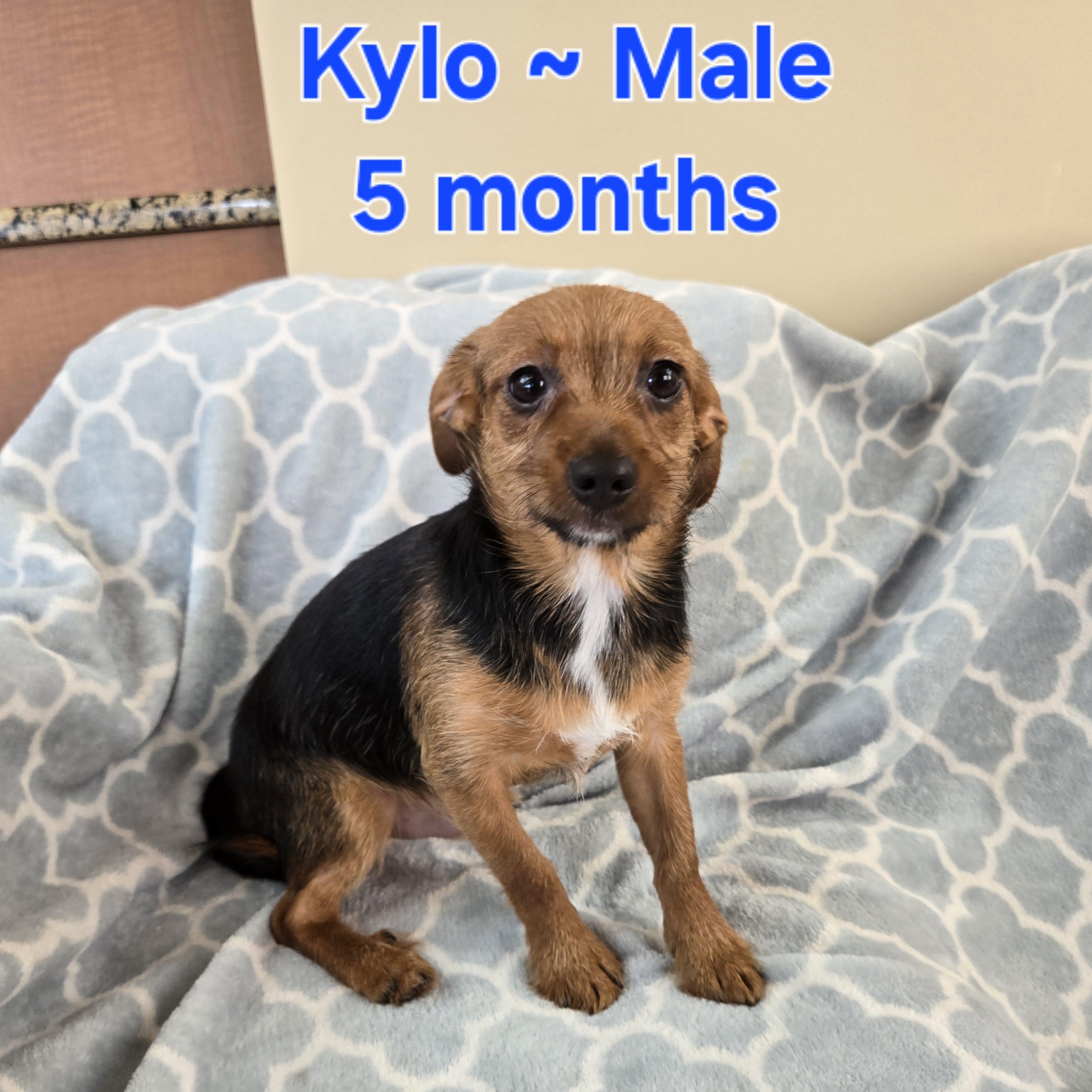 Kylo