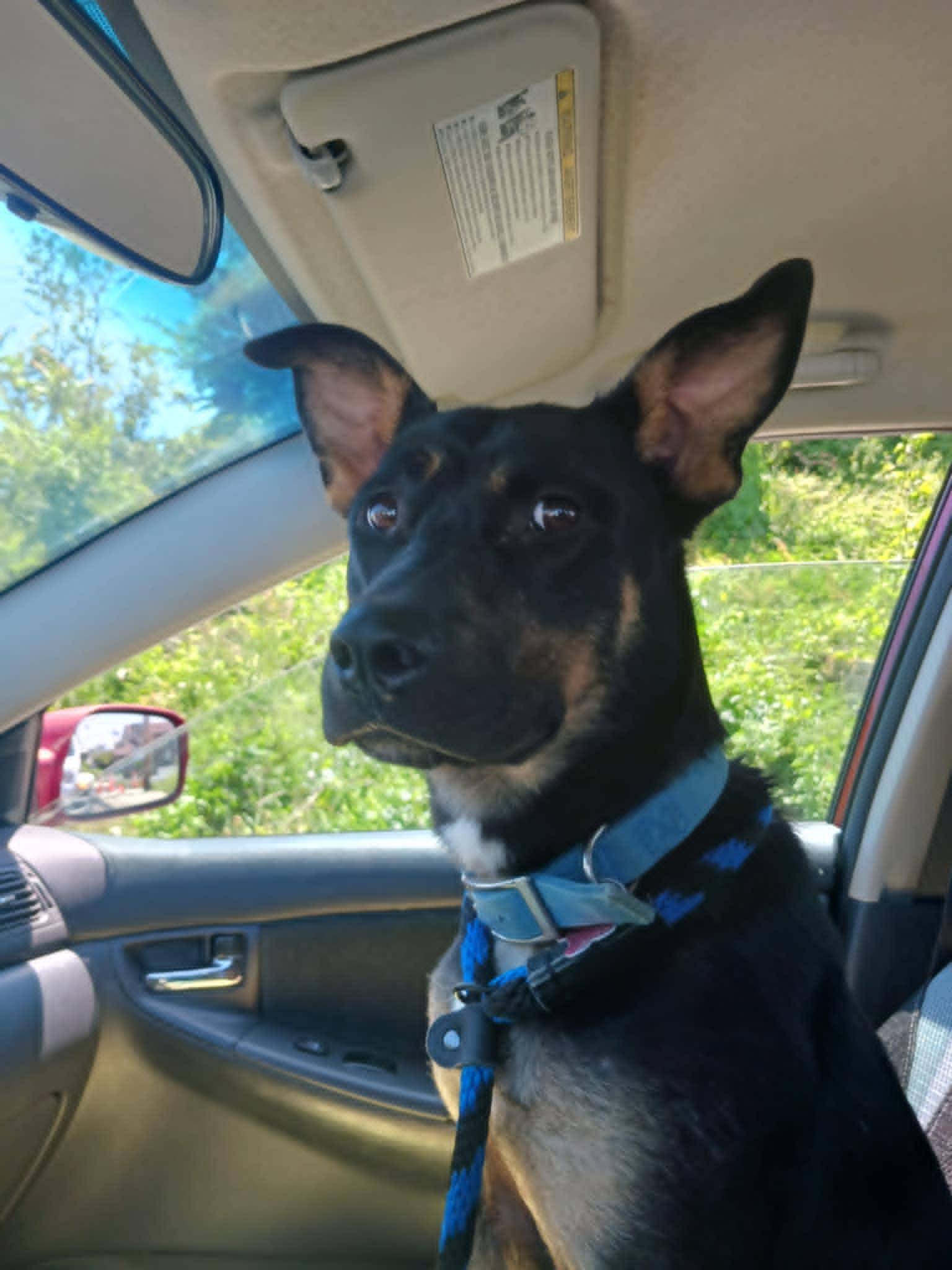 Enlarge Bailey, a Adoptable mixed breed in Mechanicsburg, PA image 1/3