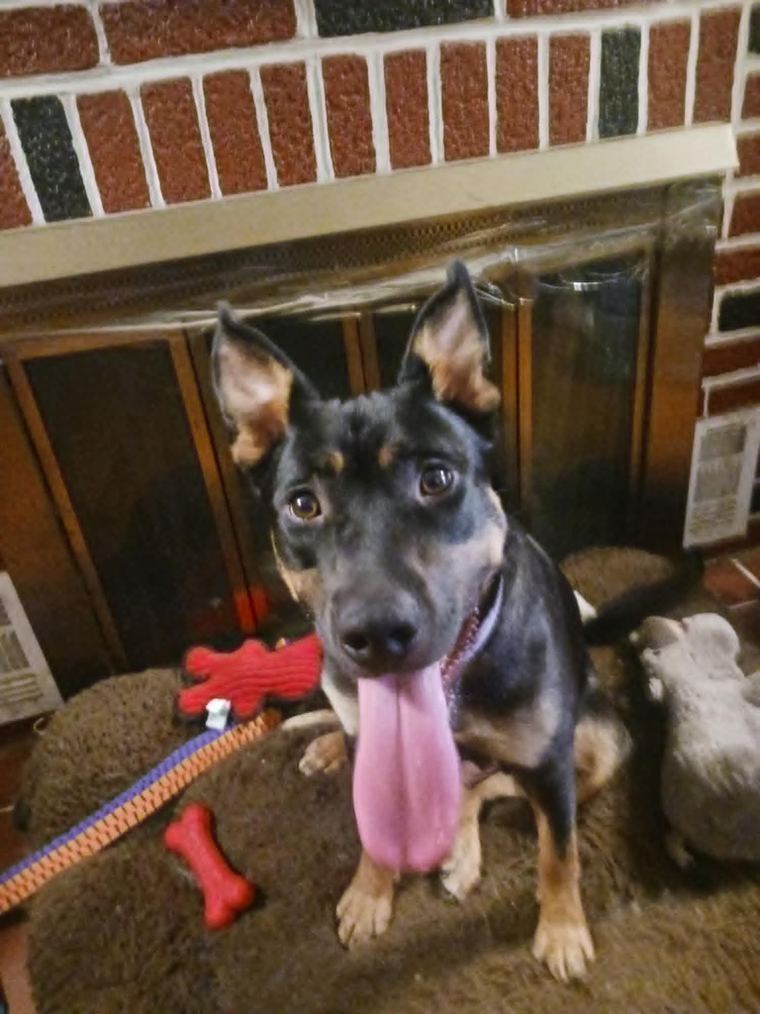 Enlarge Bailey, a Adoptable mixed breed in Mechanicsburg, PA image 2/3