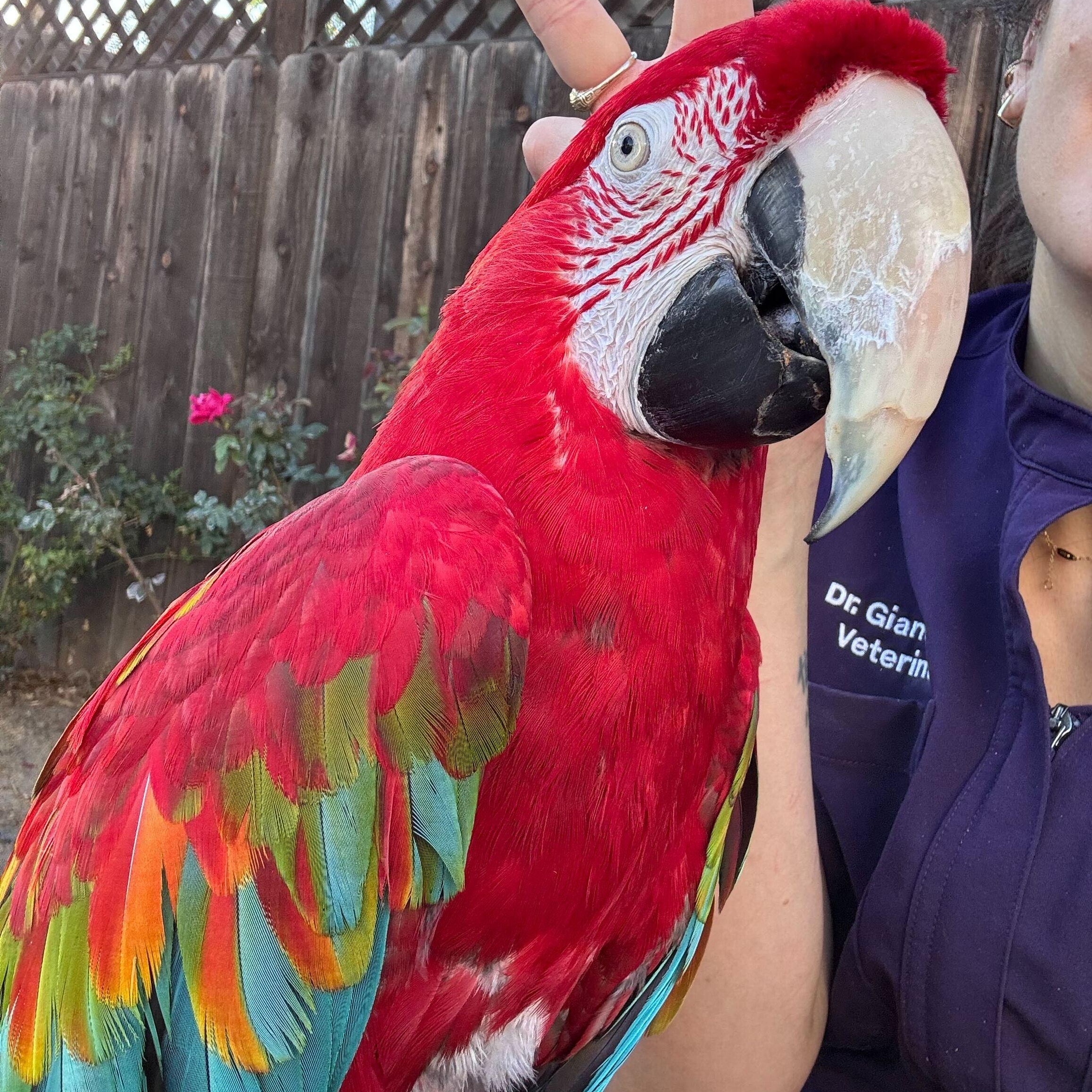 Joker, ADOPTABLE, Adult Male Macaw.