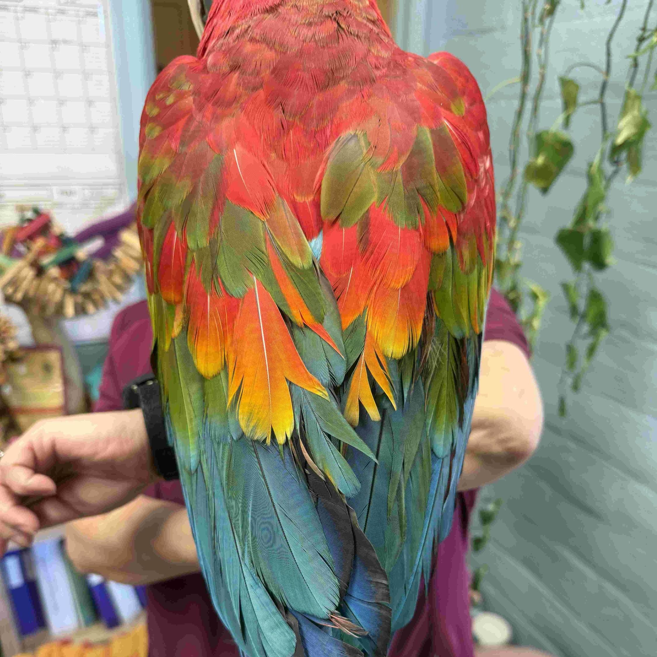 Enlarge Joker, a ADOPTABLE Macaw in San Diego, CA image 4/4