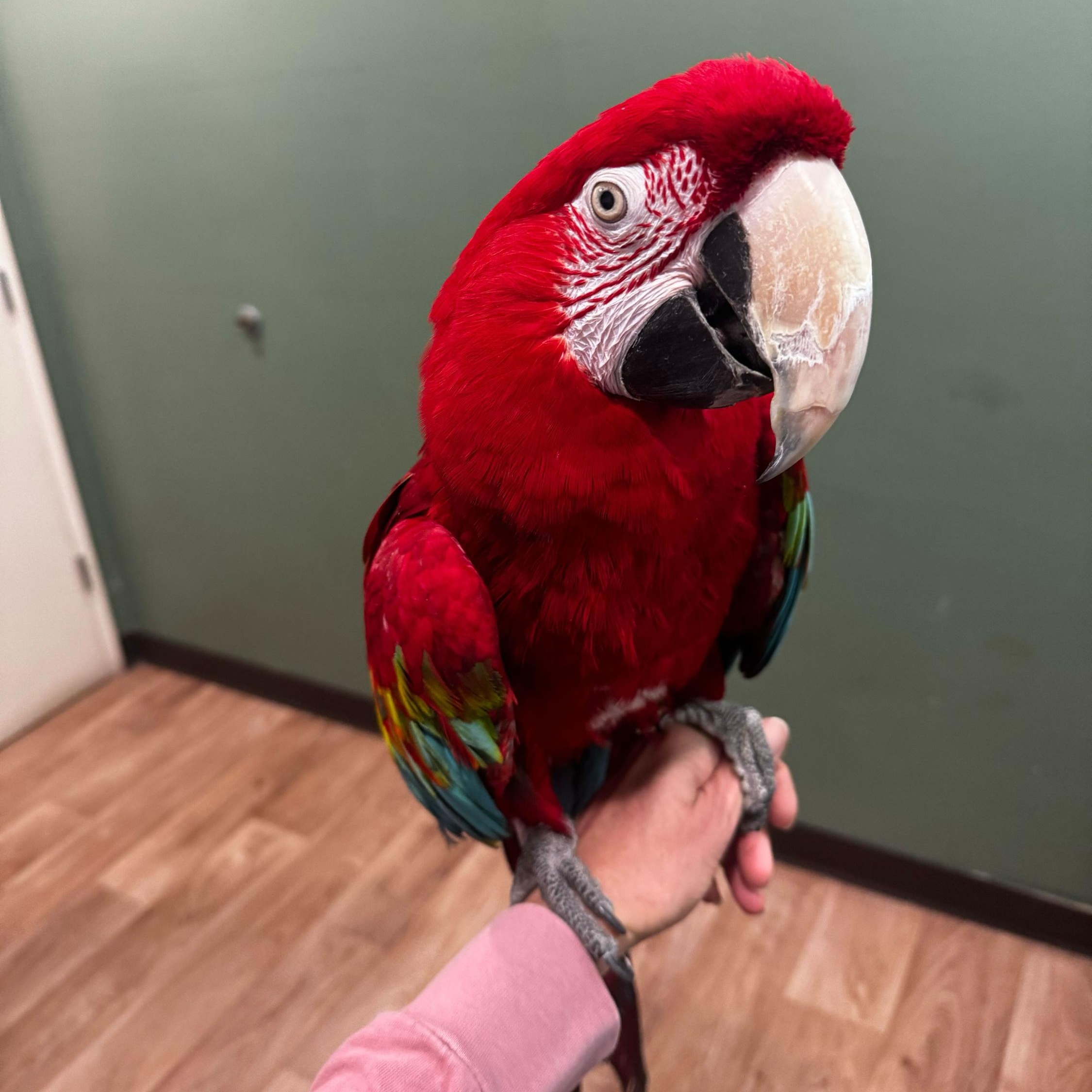 Enlarge Joker, a ADOPTABLE Macaw in San Diego, CA image 2/4