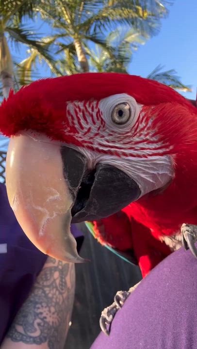 Enlarge Joker, a ADOPTABLE Macaw in San Diego, CA video 3/4