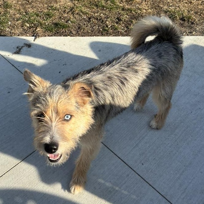 Enlarge Blue Ice, a ADOPTABLE mixed breed in Racine, WI image 2/3
