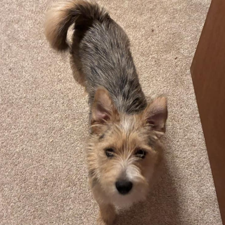 Enlarge Blue Ice, a ADOPTABLE mixed breed in Racine, WI image 3/3