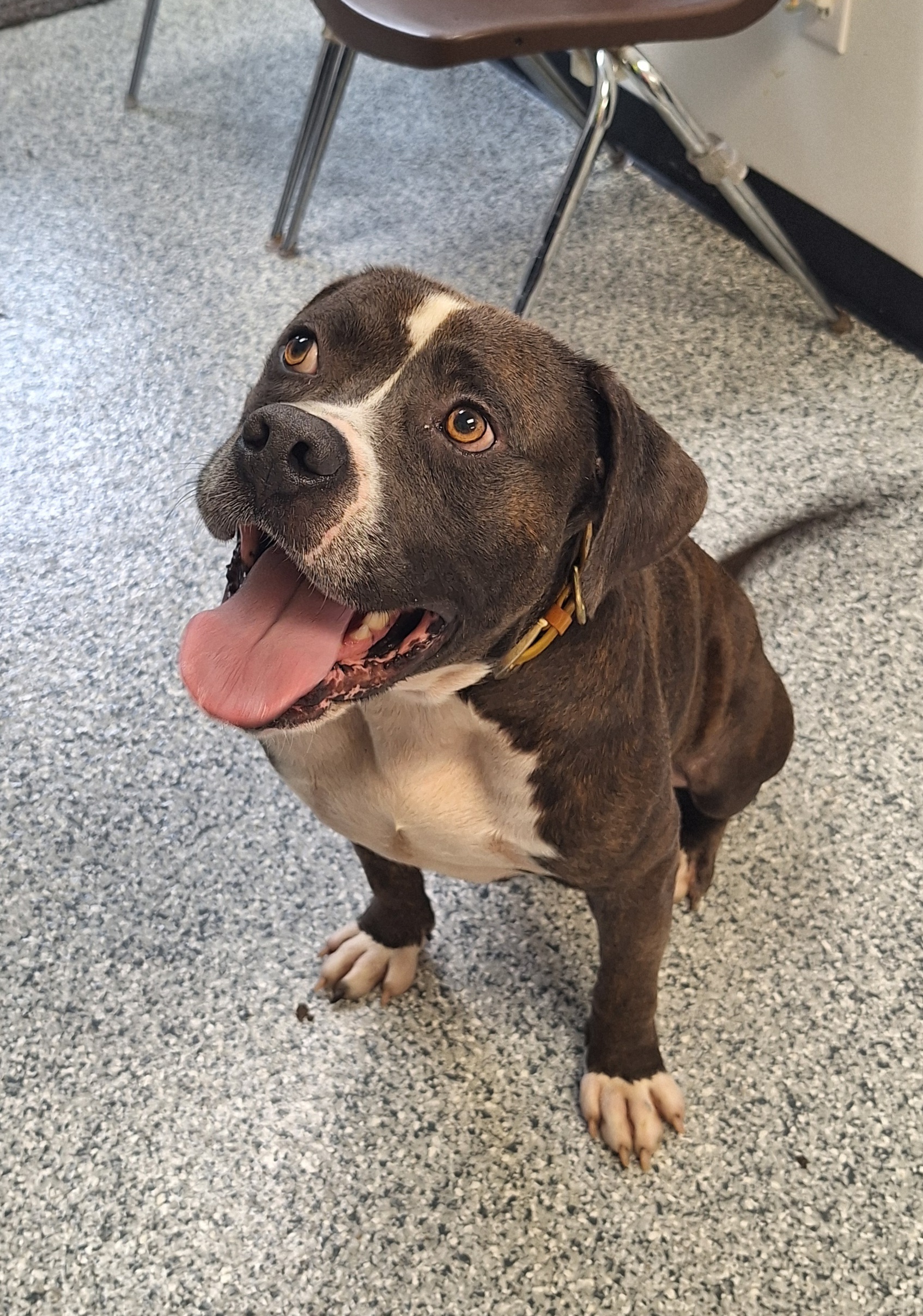 Tyson, an adoptable mixed breed in Stanton, KY image 1/6