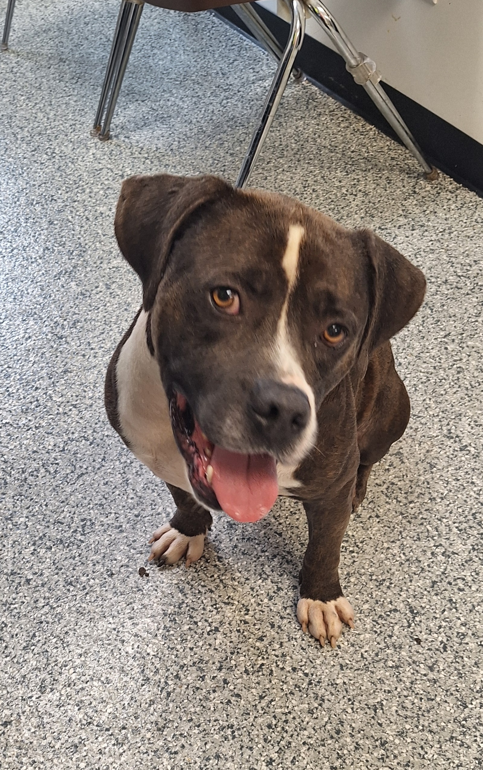 Tyson, an adoptable mixed breed in Stanton, KY image 2/6
