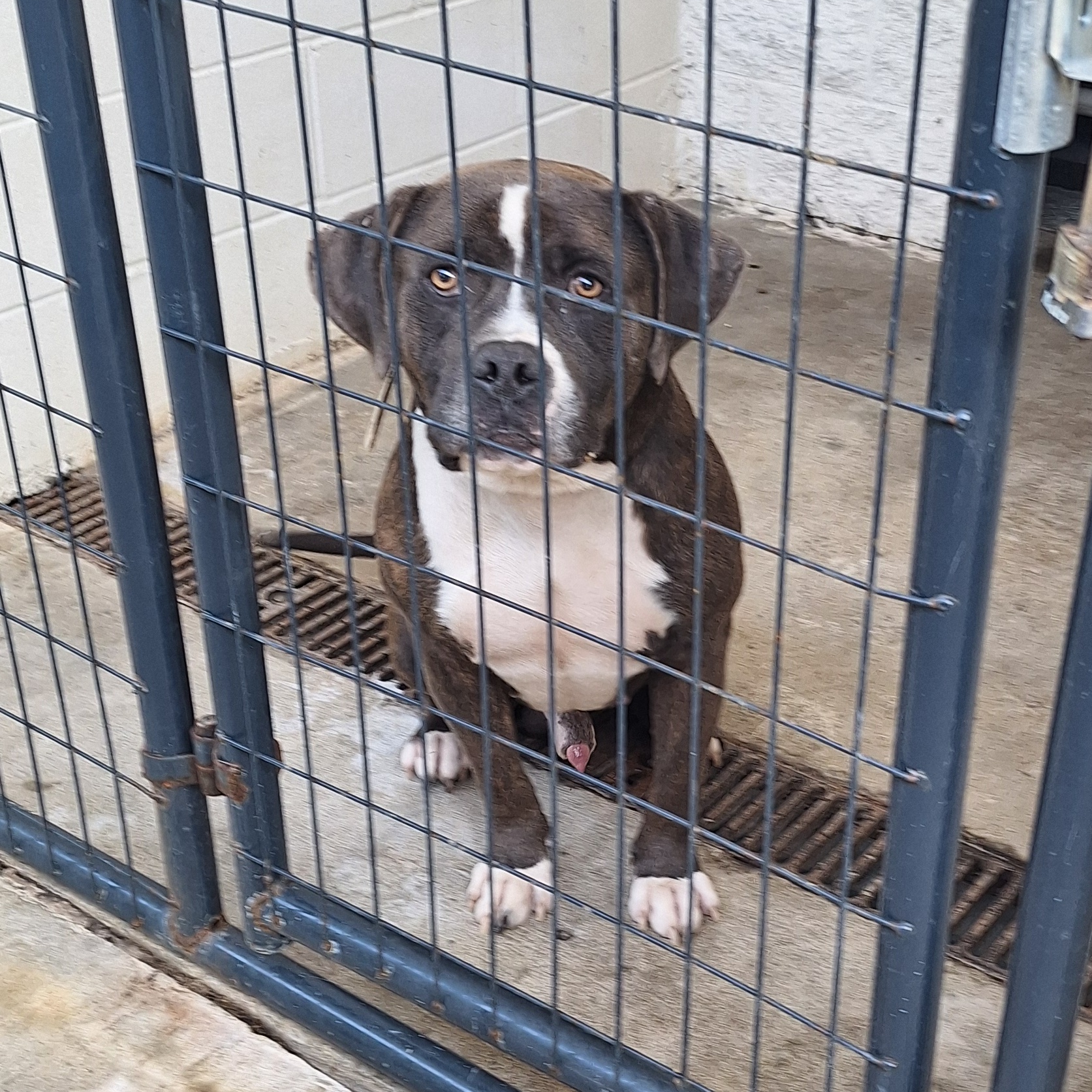 Tyson, an adoptable mixed breed in Stanton, KY image 4/6