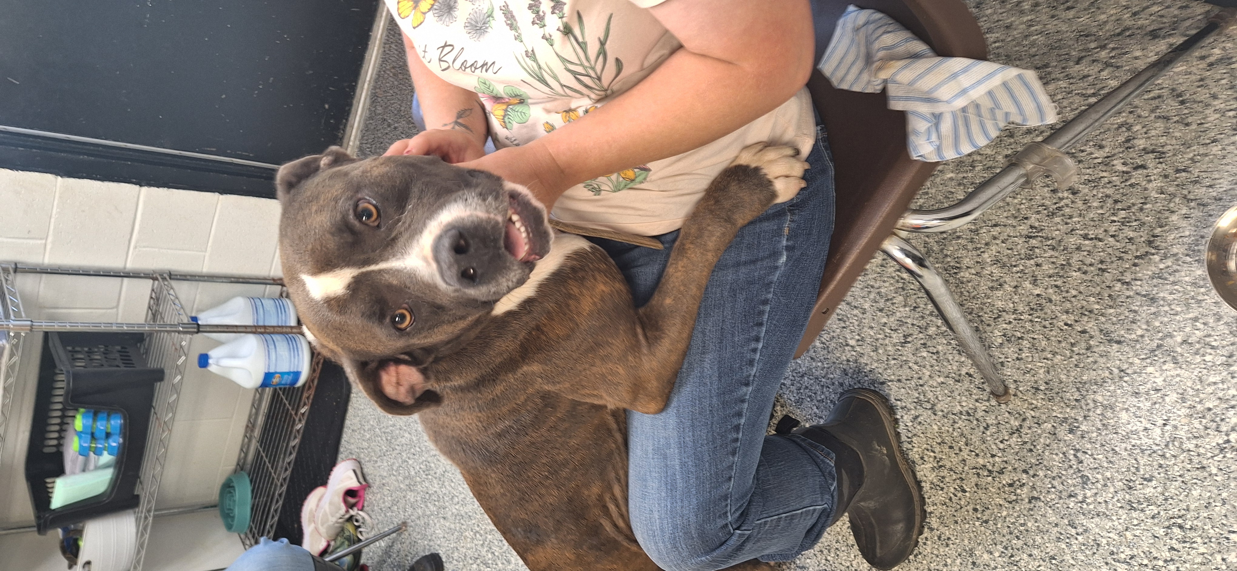 Tyson, an adoptable mixed breed in Stanton, KY image 5/6