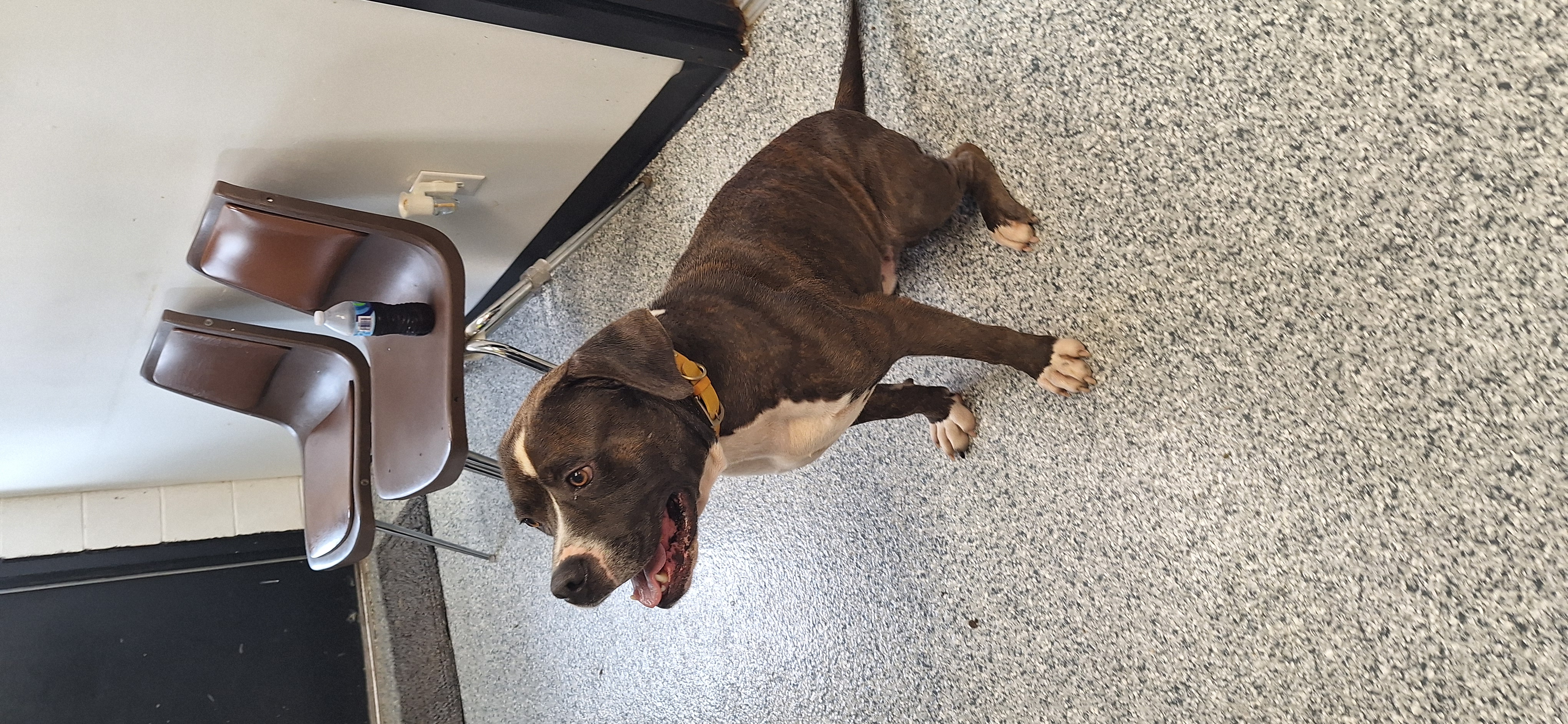 Tyson, an adoptable mixed breed in Stanton, KY image 3/6