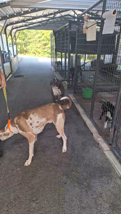 Enlarge Tyson, an adoptable mixed breed in Stanton, KY video 6/6