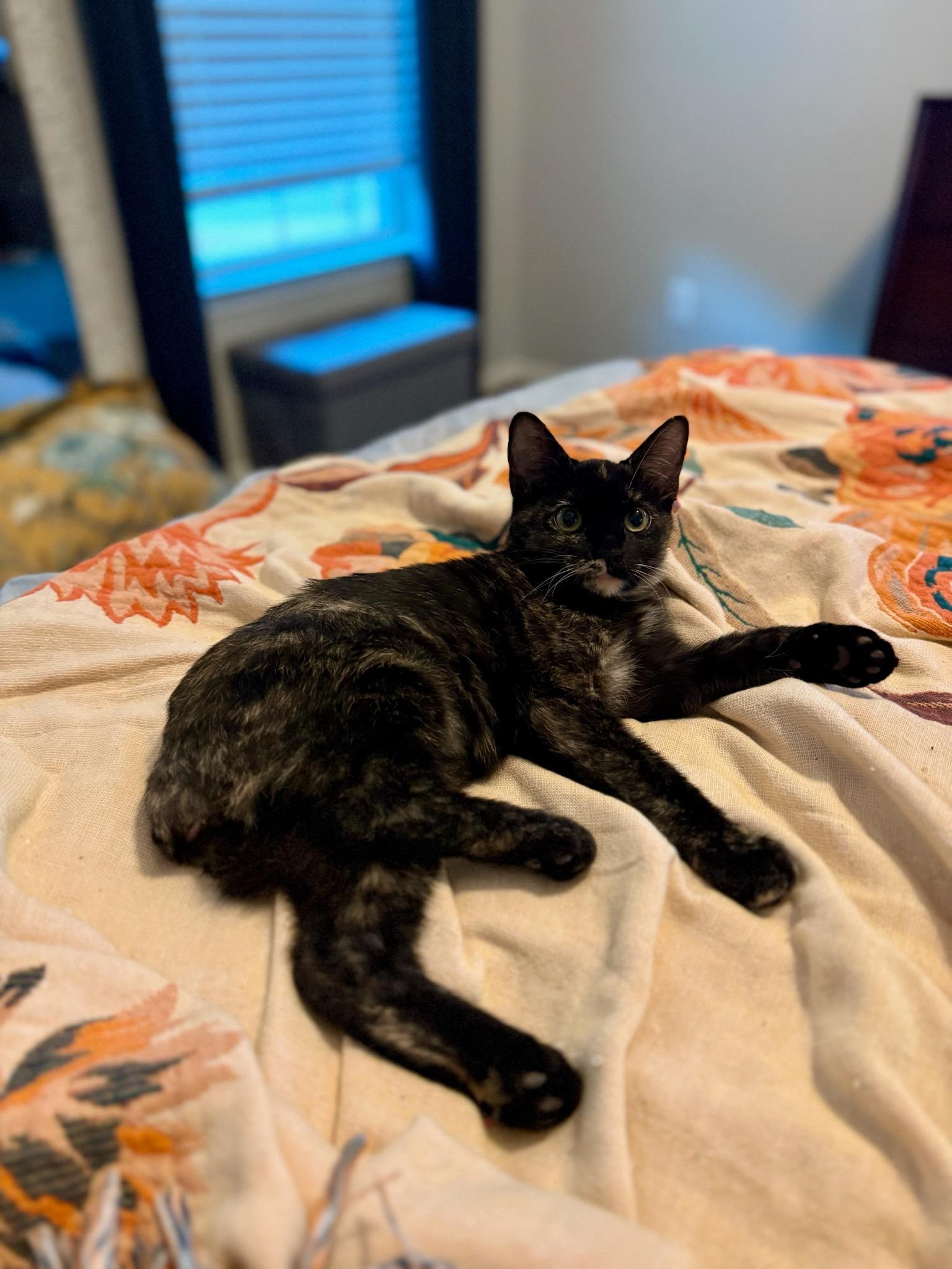 Tortillini, a Adoptable Domestic Short Hair in Frisco, TX image 1/3