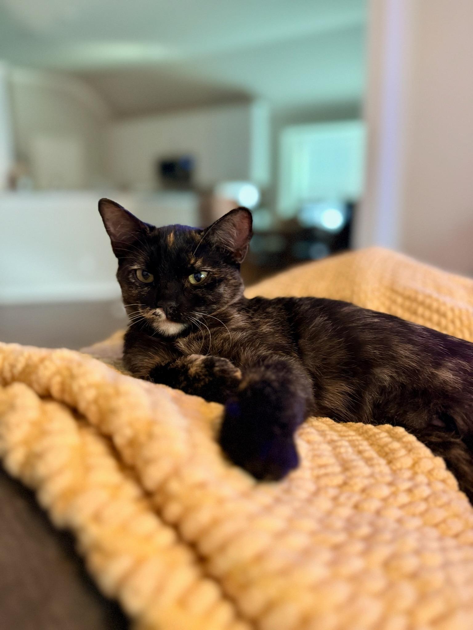 Tortillini, a Adoptable Domestic Short Hair in Frisco, TX image 3/3