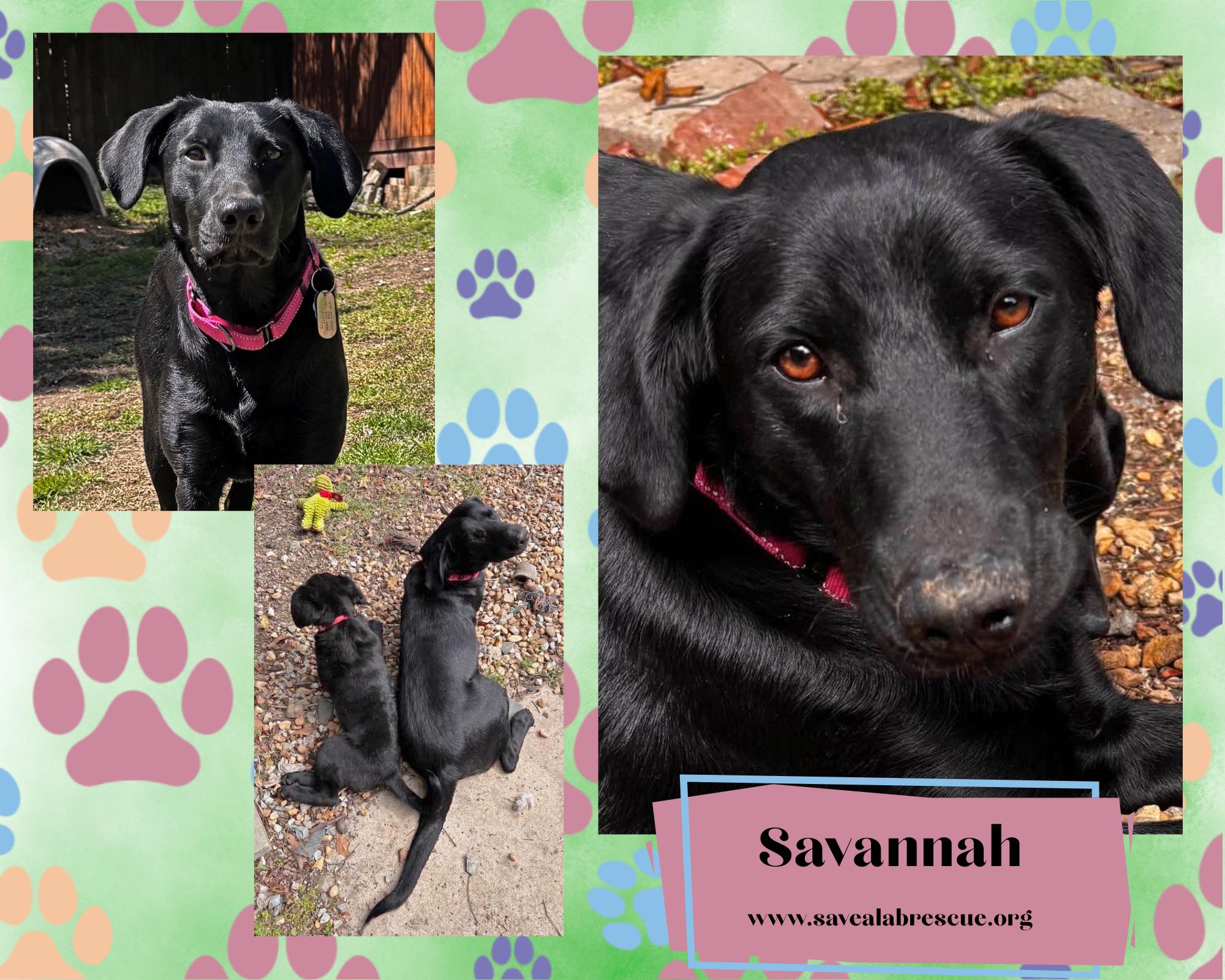 Enlarge Savannah, a ADOPTABLE mixed breed in Newport, RI image 1/1