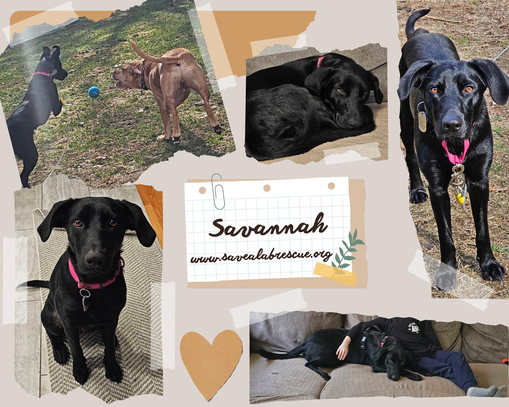 Savannah, ADOPTABLE, Young Female Labrador Retriever & Black Labrador Retriever.