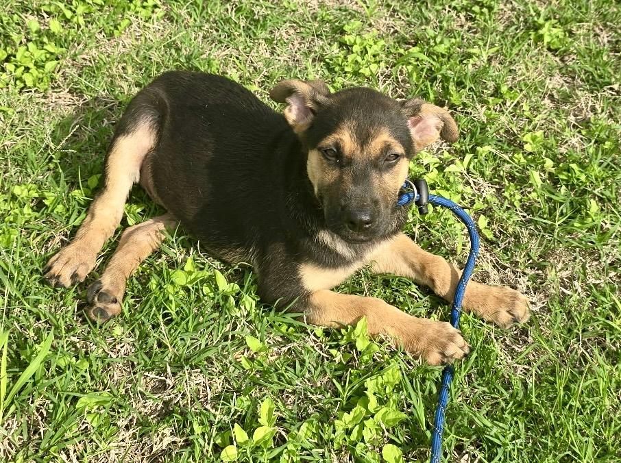 Simon , an adopted mixed breed in WINCHESTER, VA image 5/5
