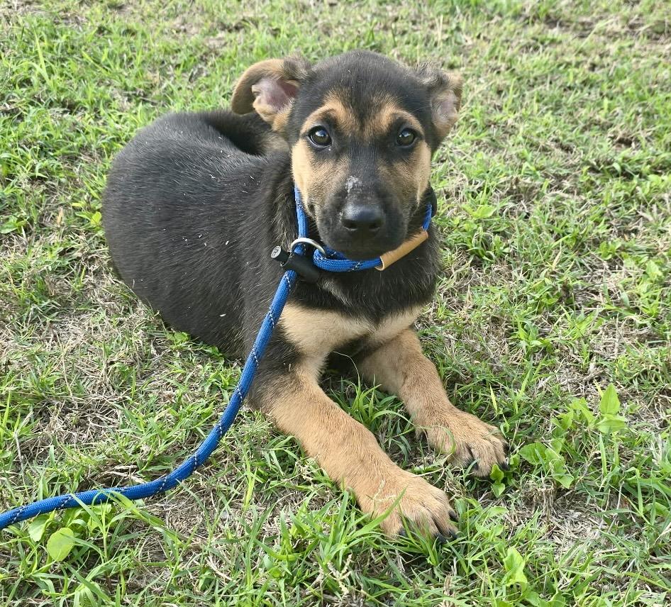 Simon , an adopted mixed breed in WINCHESTER, VA image 4/5