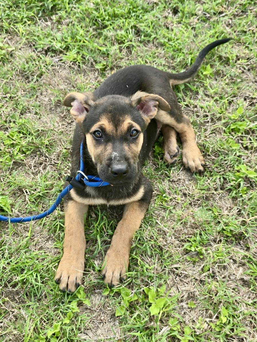 Simon , adopted, Puppy Male German Shepherd Dog.