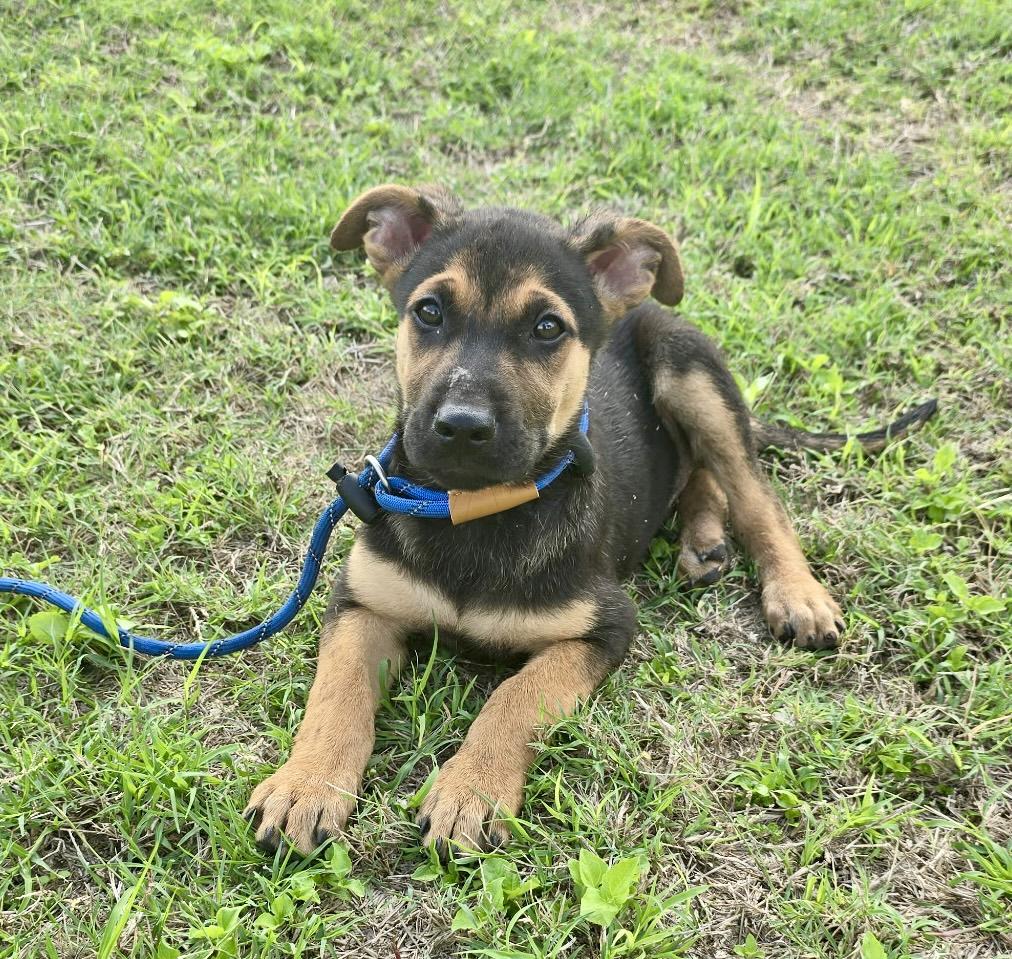 Simon , an adopted mixed breed in WINCHESTER, VA image 2/5