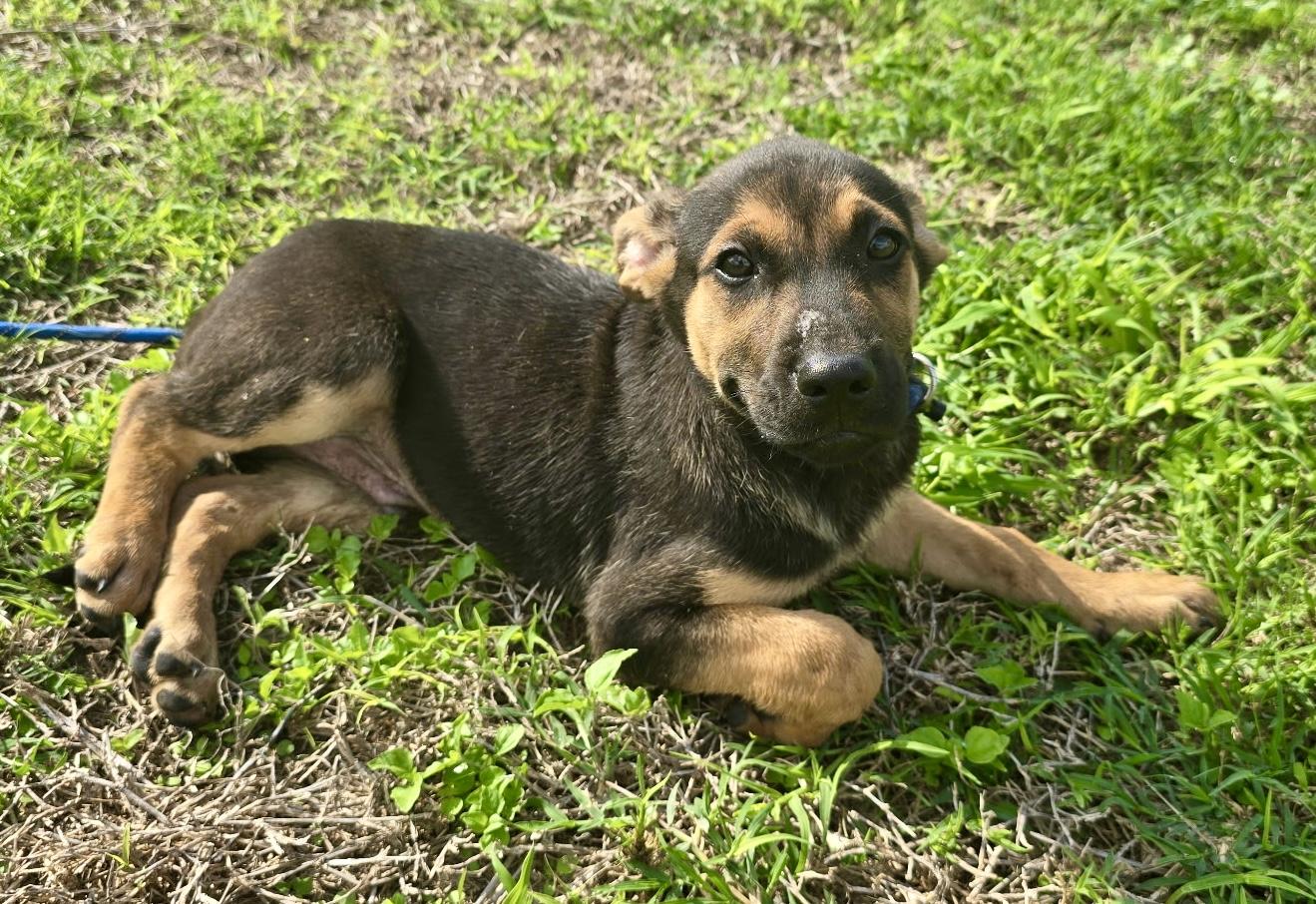 Simon , an adopted mixed breed in WINCHESTER, VA image 3/5