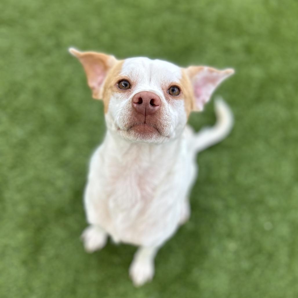 Palomino — thumbnail 2