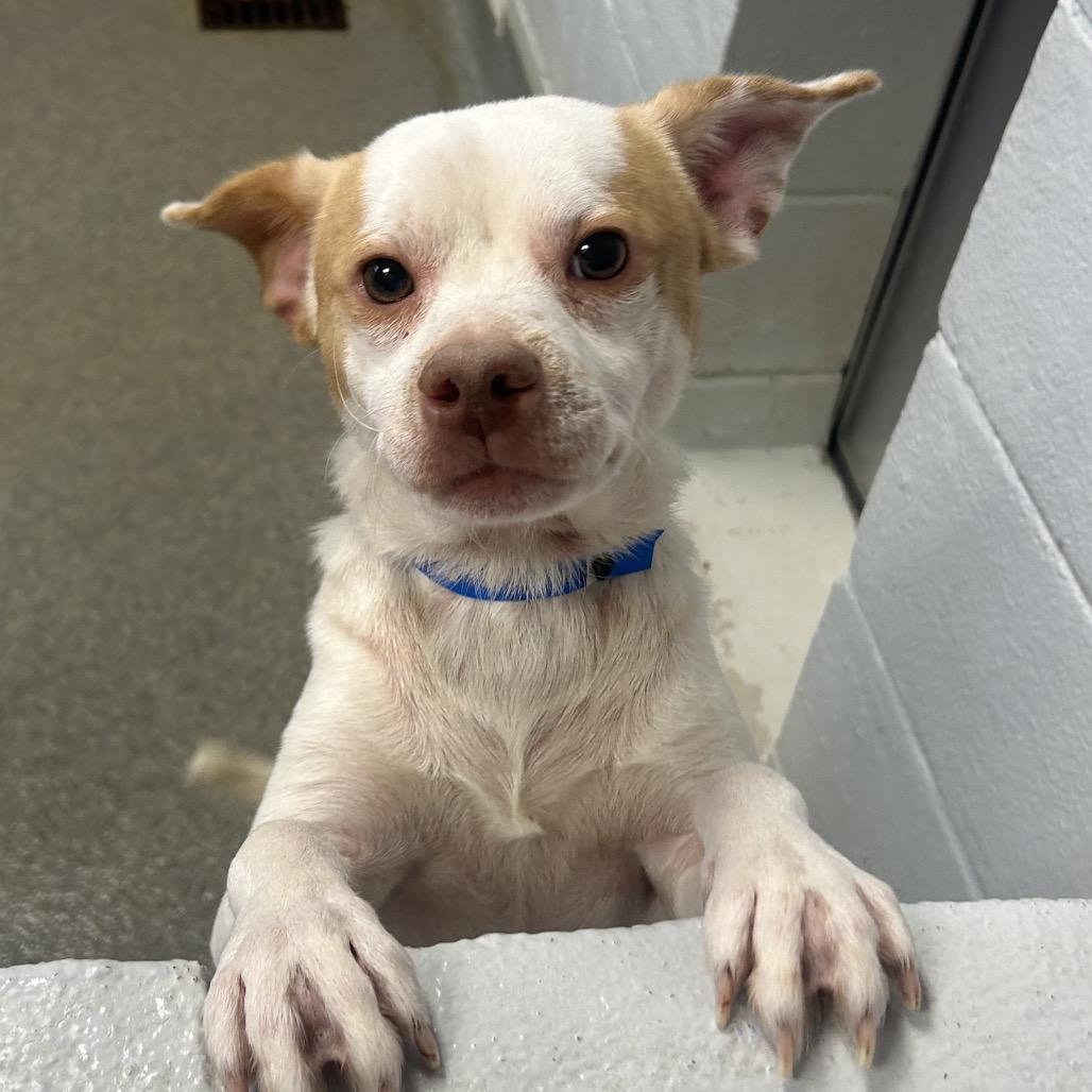 Palomino — thumbnail 4