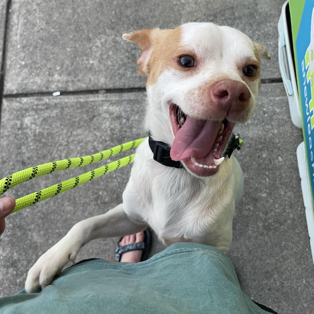 Palomino — thumbnail 6