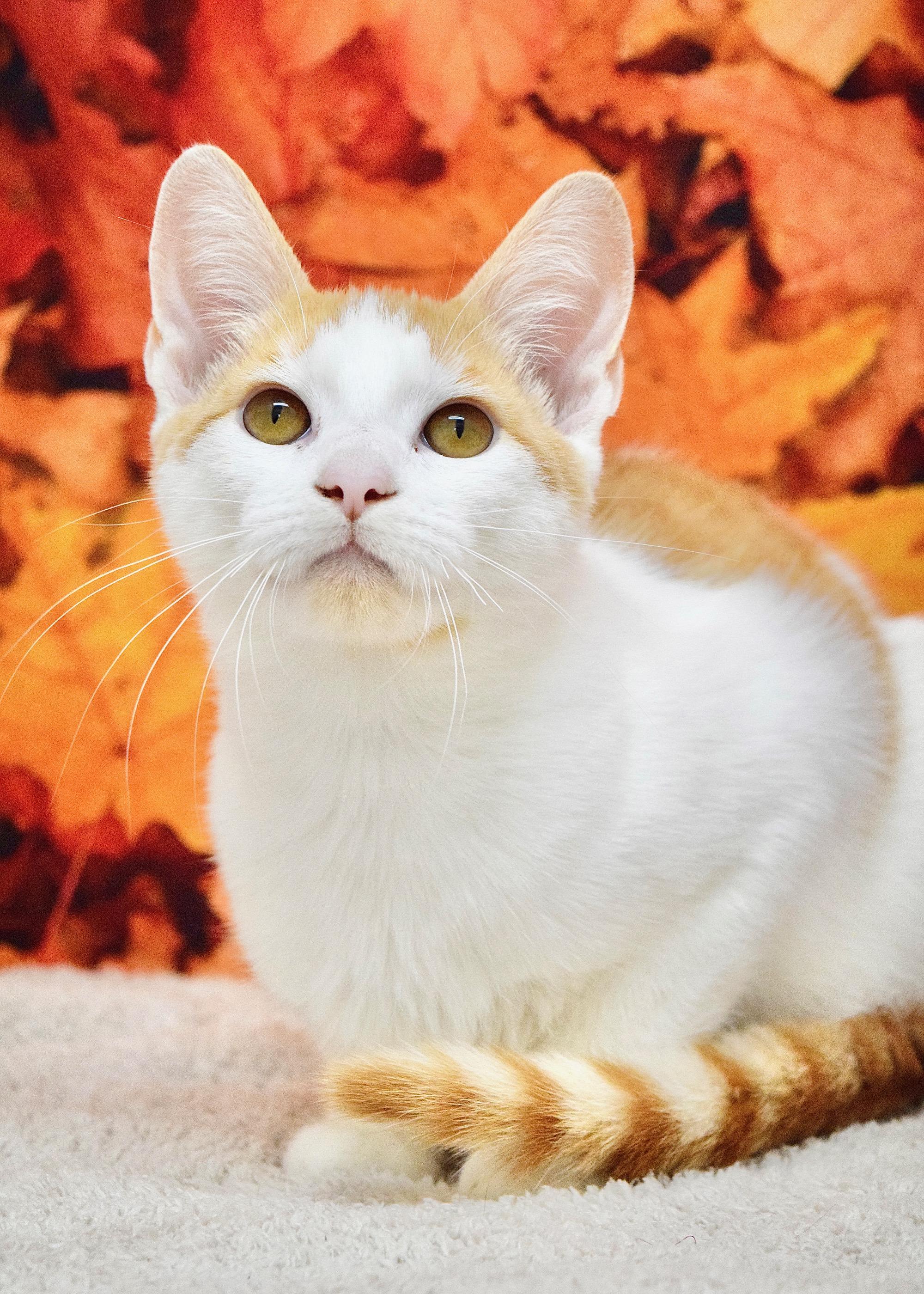 Hocus, a Adoptable Domestic Short Hair in Dublin, CA image 1/2