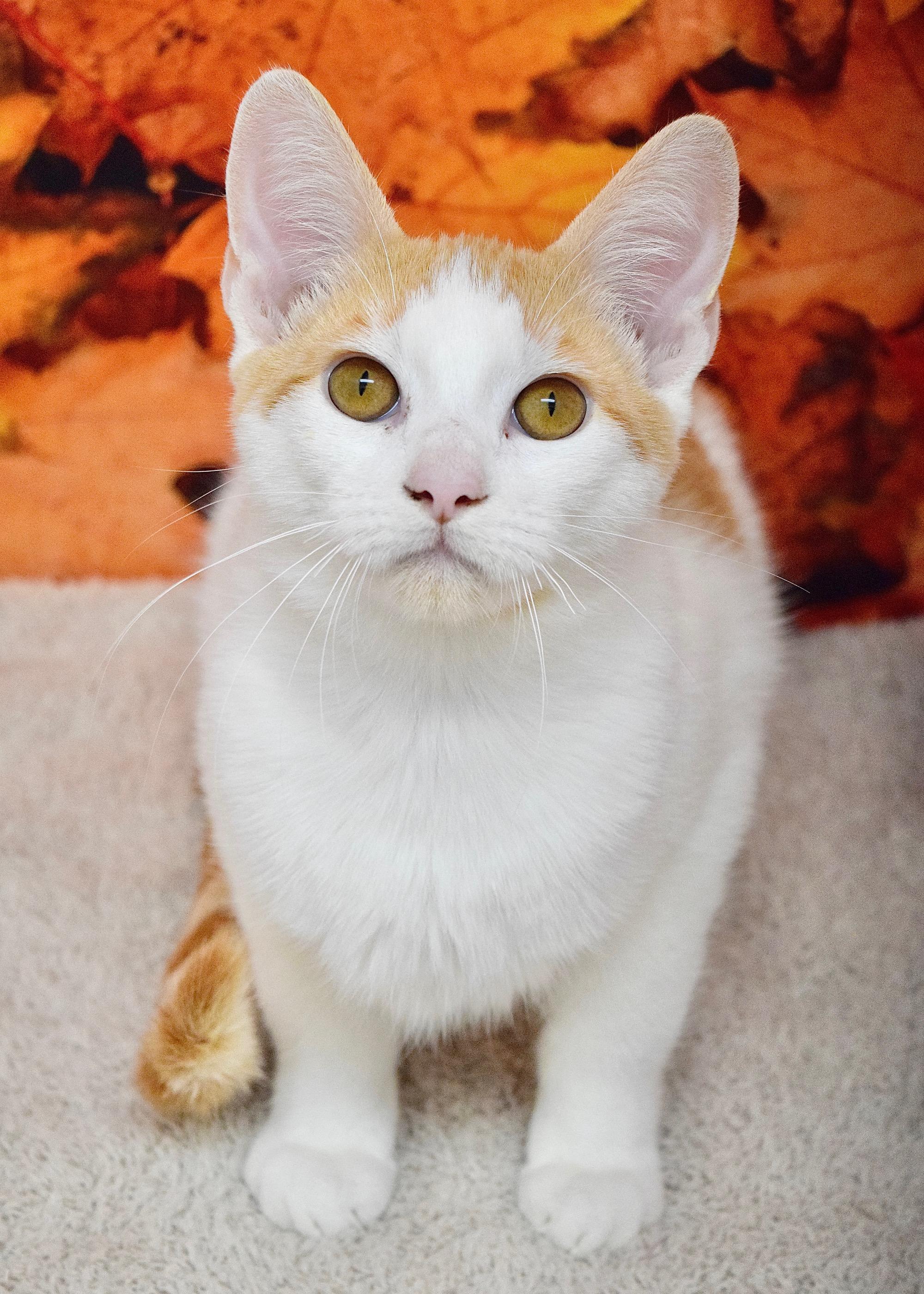 Hocus, a Adoptable Domestic Short Hair in Dublin, CA image 2/2