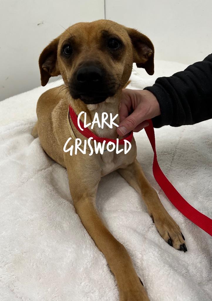Clark Griswold, Adoptable, Adult Male Chihuahua.