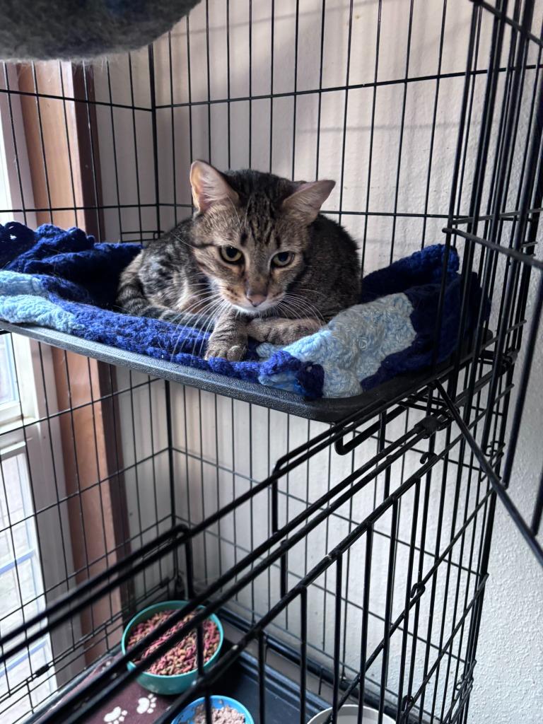 Nala, Adoptable, Adult Female Domestic Short Hair.