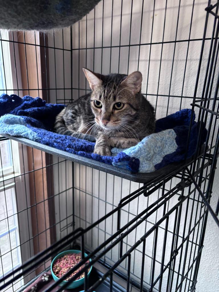 Enlarge Nala, a Adoptable mixed breed in Thompson Falls, MT image 2/2