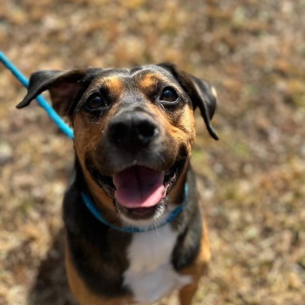 Apollo, a Adoptable mixed breed in Dawsonville, GA image 1/4