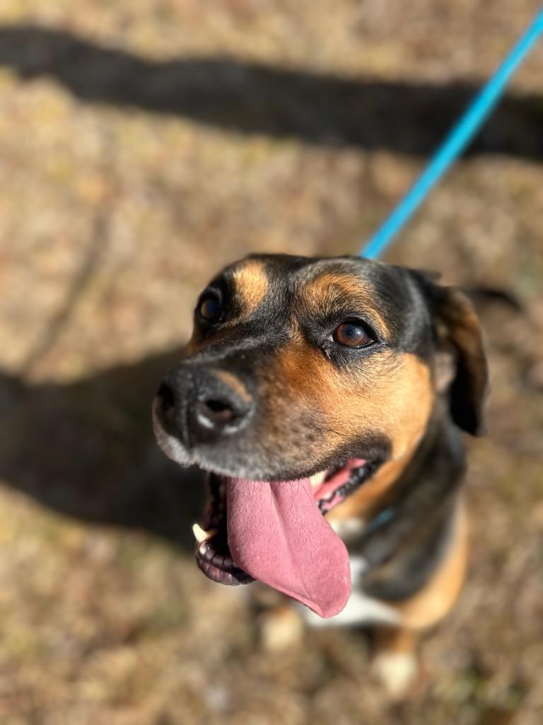 Apollo, a Adoptable mixed breed in Dawsonville, GA image 3/4