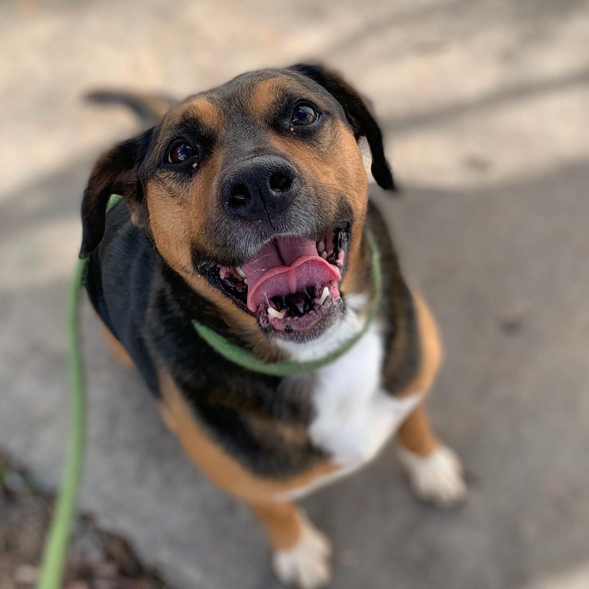 Apollo, a Adoptable mixed breed in Dawsonville, GA image 4/4