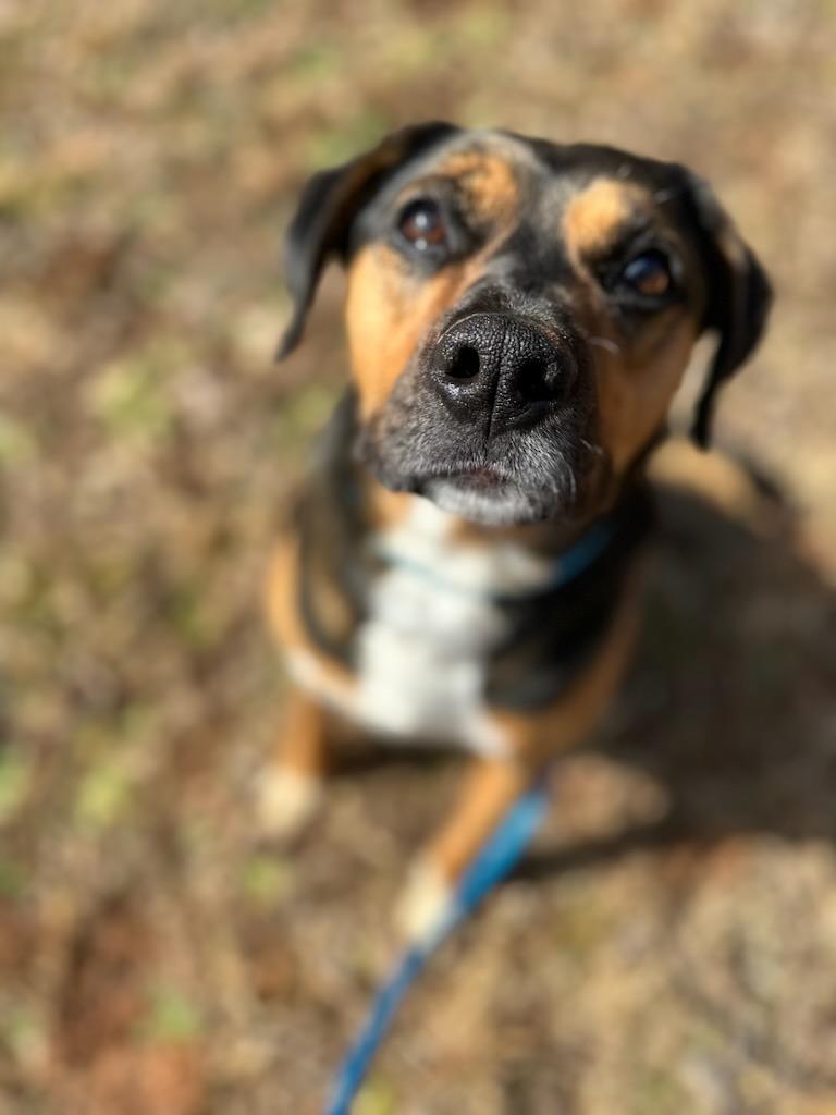 Apollo, a Adoptable mixed breed in Dawsonville, GA image 2/4