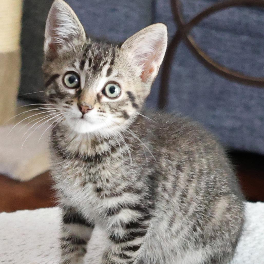 Dorian, Adoptable, Kitten Male Domestic Short Hair.