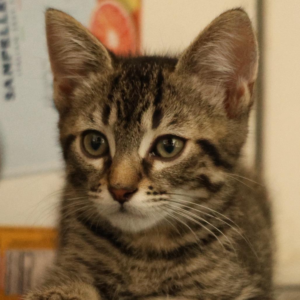 Enlarge Dorian, a Adoptable Domestic Short Hair in Santa Rosa, CA image 3/5