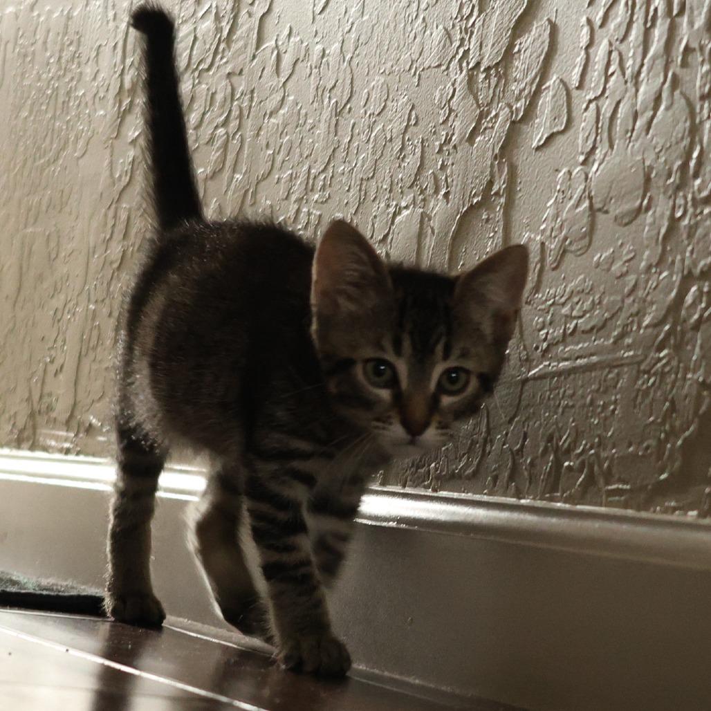 Enlarge Dorian, a Adoptable Domestic Short Hair in Santa Rosa, CA image 4/5