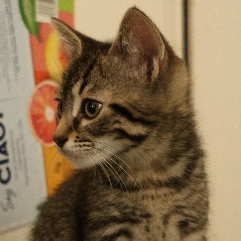 Enlarge Dorian, a Adoptable Domestic Short Hair in Santa Rosa, CA image 5/5