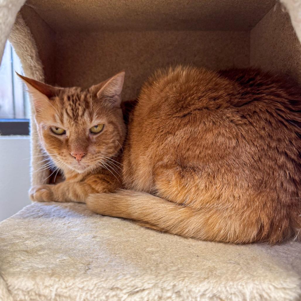 Baby Brother, Adoptable, Senior Male Domestic Short Hair.